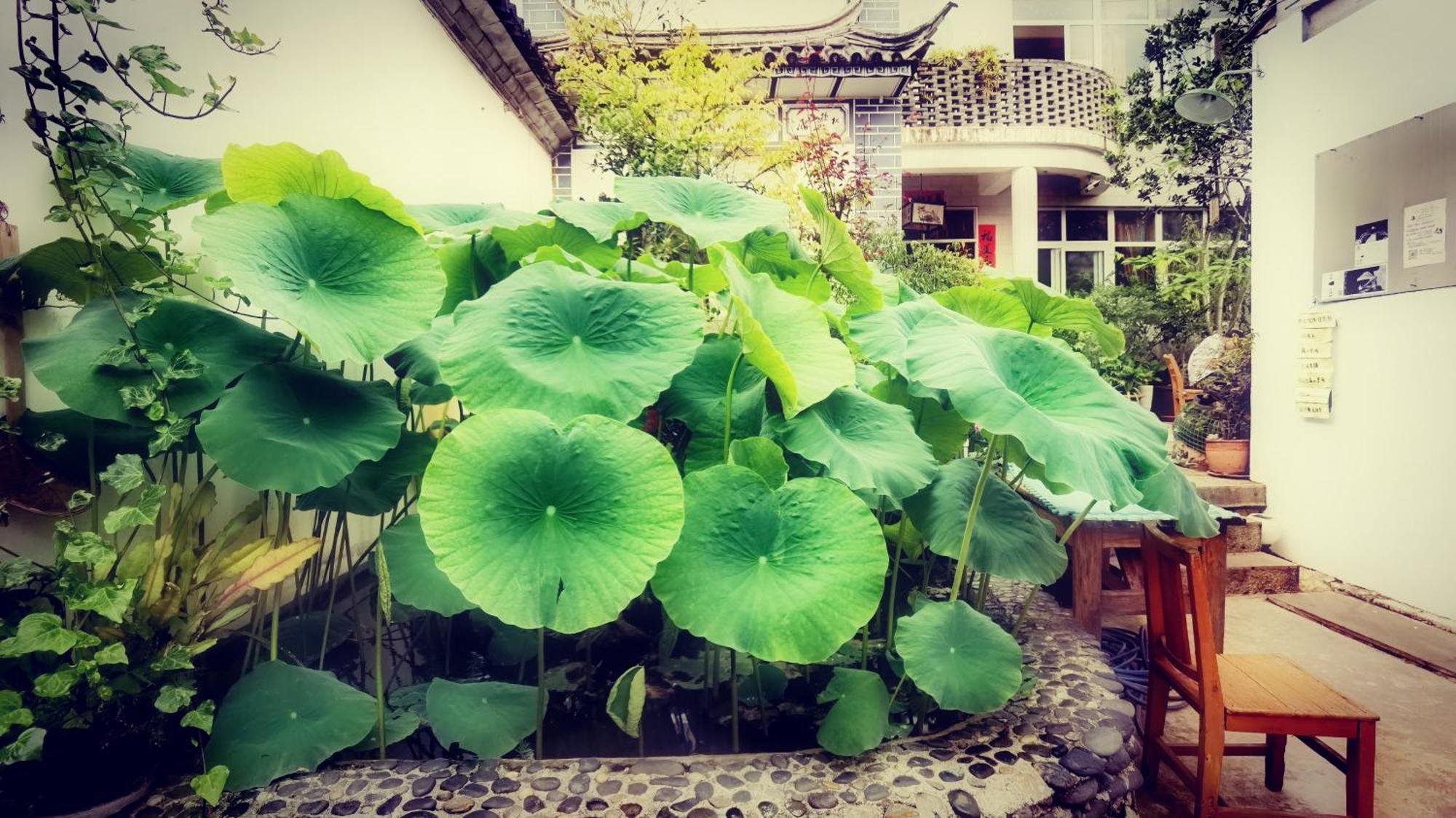 The Lily Pad Inn Đại Lý Ngoại thất bức ảnh
