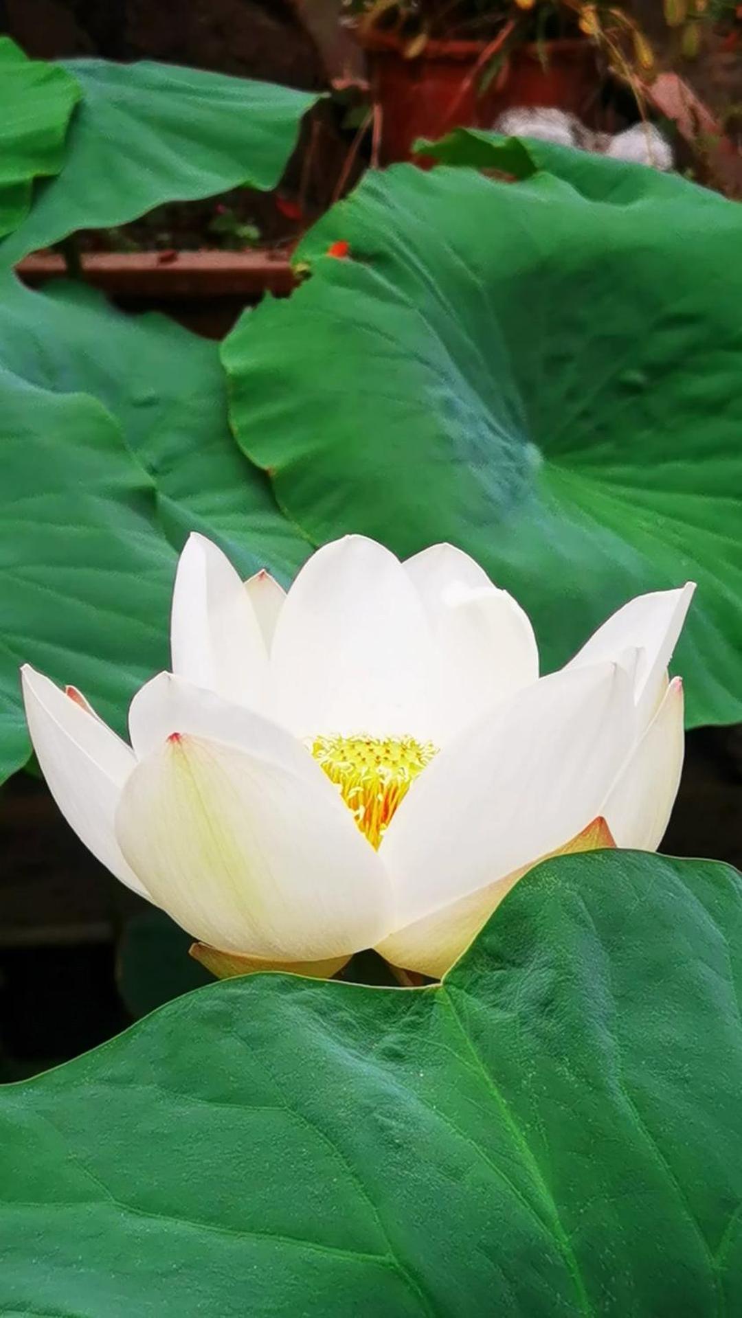 The Lily Pad Inn Đại Lý Ngoại thất bức ảnh